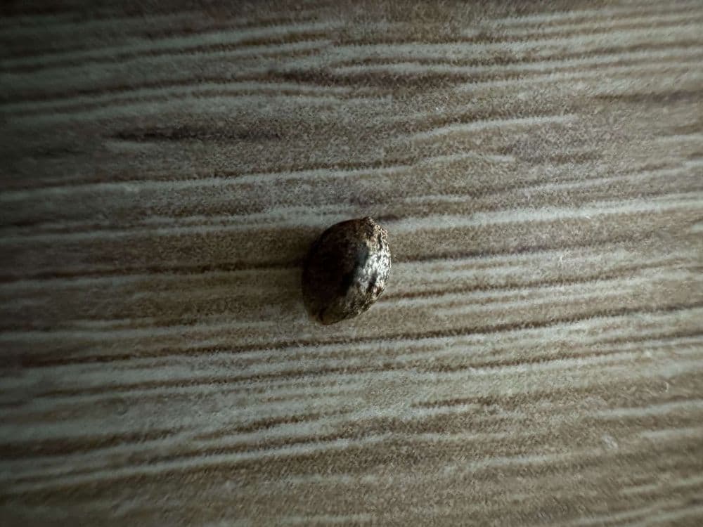 F1-Hybrid-Cannabissamen