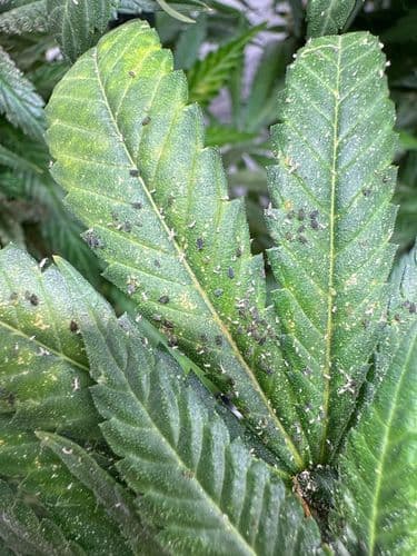 Blattläuse auf Cannabis Pflanze