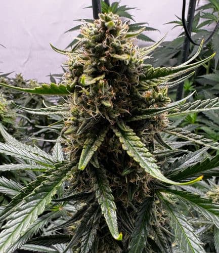 Gelato Auto von Fast Buds