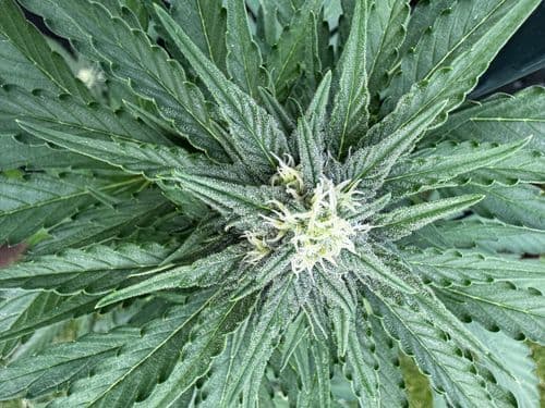 White Widow Automatic